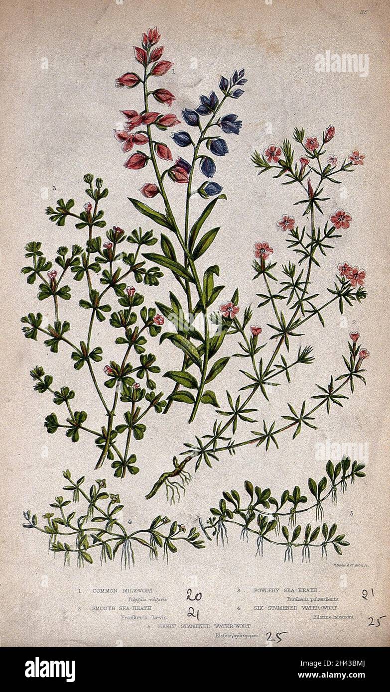 Five flowering plants, including milkwort (Polygala vulgaris) and sea heath (Frankenia laevis). Chromolithograph by W. Dickes & co., c. 1855. Stock Photo