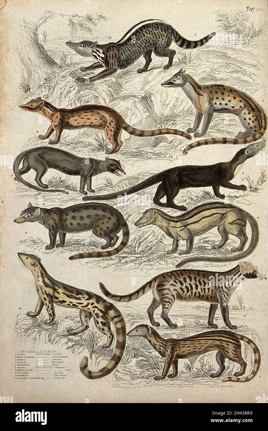 Ten viverrid mammals of the family Viverridae, including civets ...