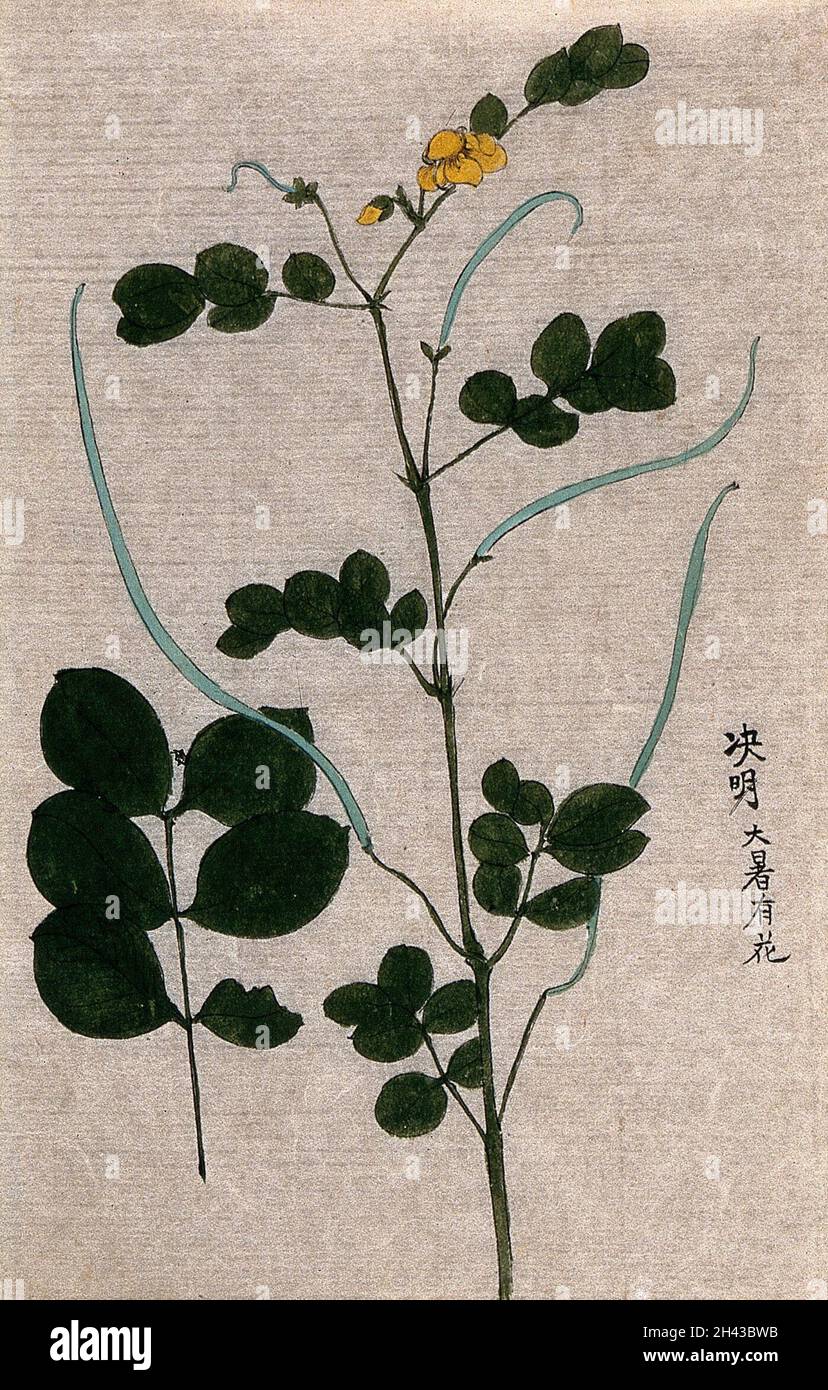 A leguminous plant flowering and fruiting stem with long pods