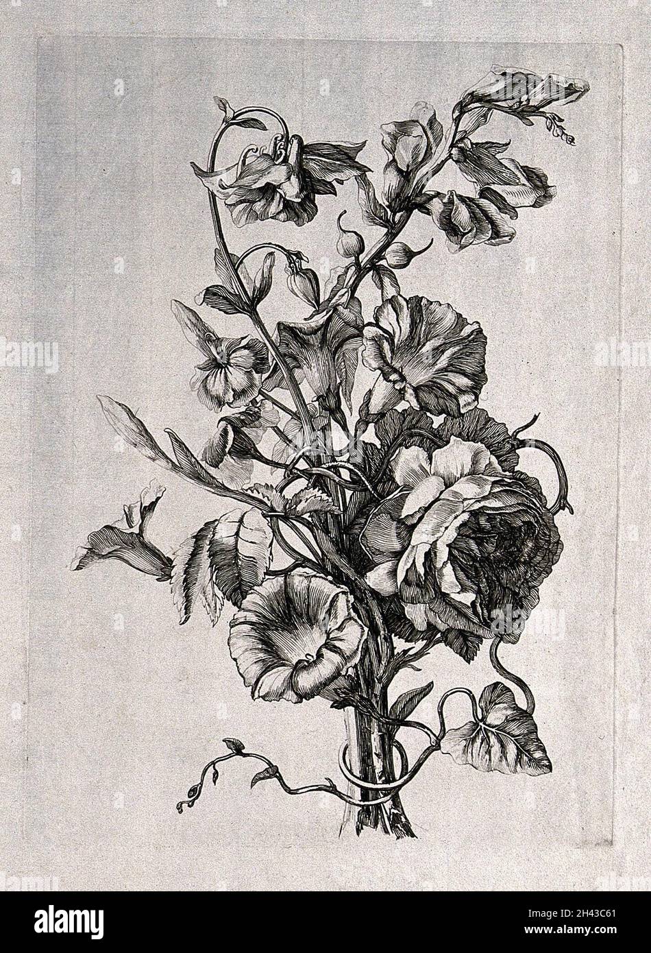 Vintage botanical engraving decorative hi-res stock photography and ...