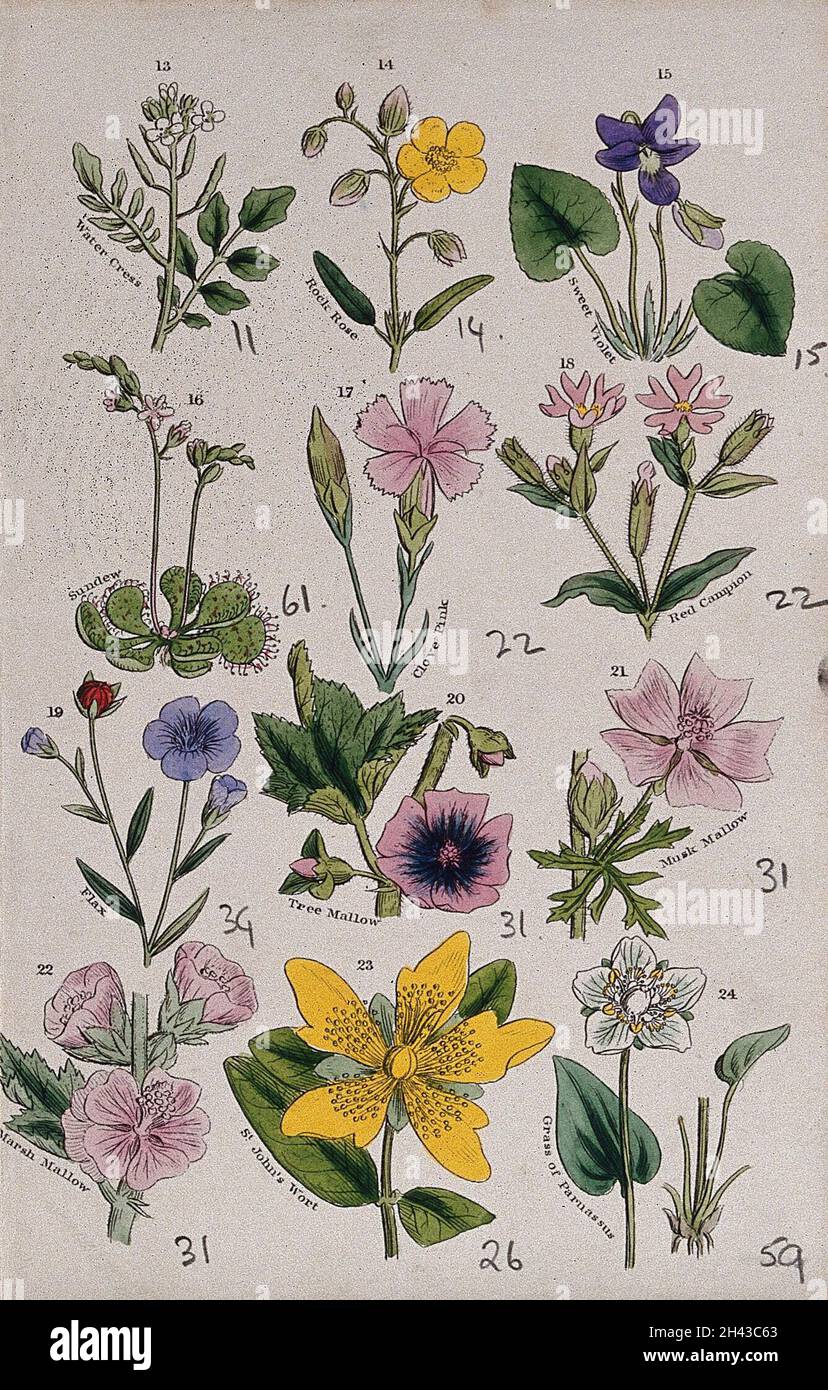 Twelve British wild flowers with their common names. Coloured engraving