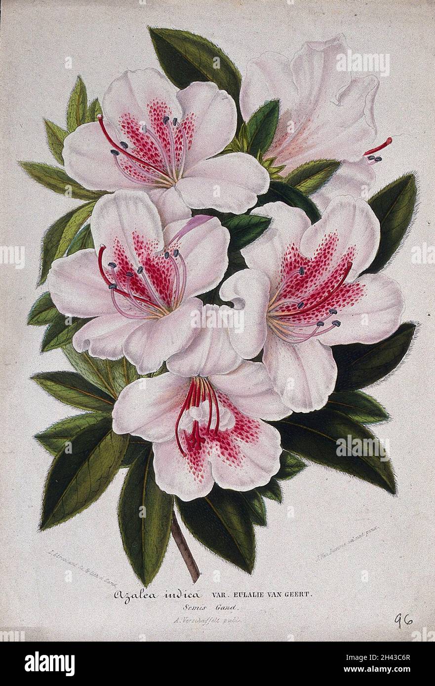 An Indian azalea (Rhododendron cultivar): flowering stem. Chromolithograph by L. Stroobant, c. 1863, after J. Vandamme. Stock Photo