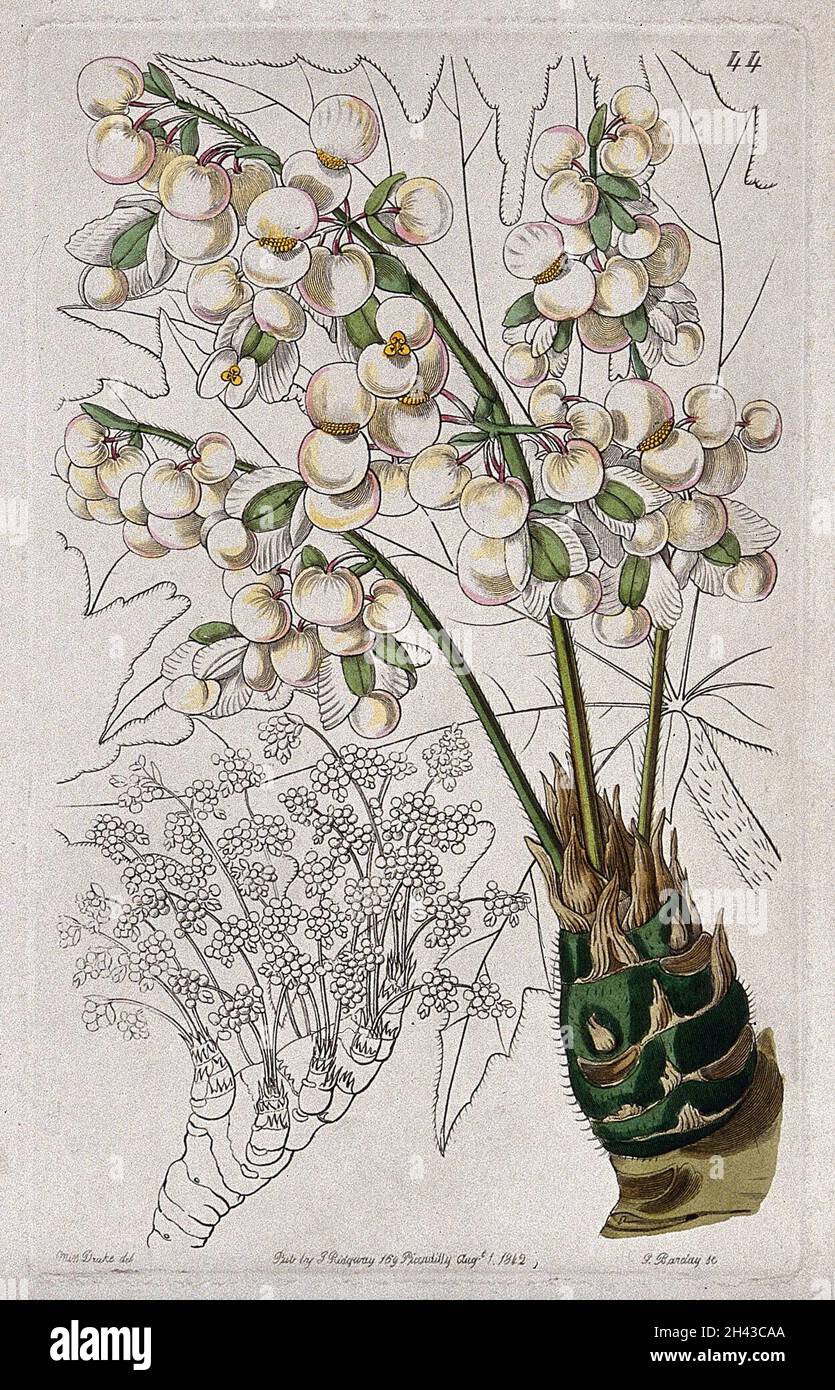 A begonia plant (Begonia crassicaulis): flowering stems and leaf. Coloured engraving by G. Barclay, c. 1842, after S. Drake. Stock Photo