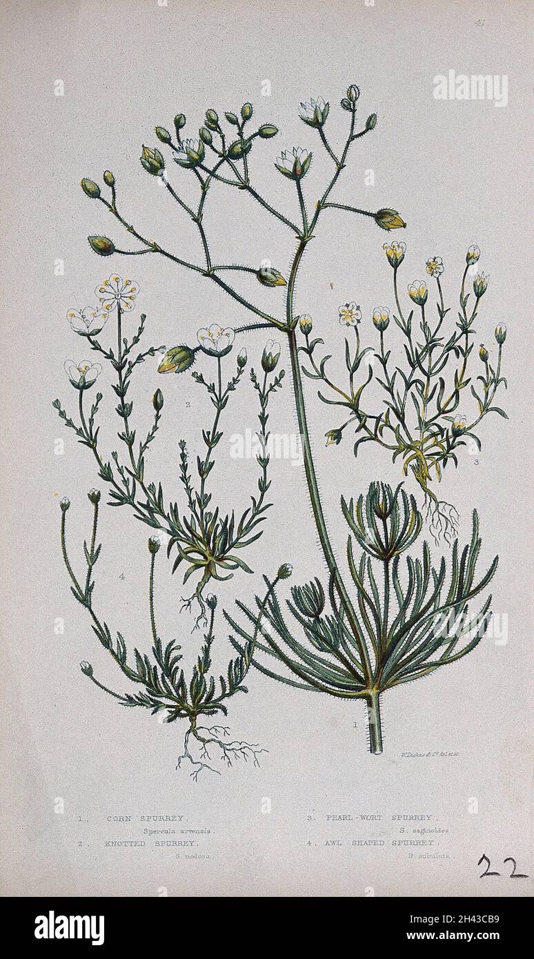 Four flowering plants, including corn spurrey (Spergula arvensis). Chromolithograph by W. Dickes & co., c. 1855. Stock Photo