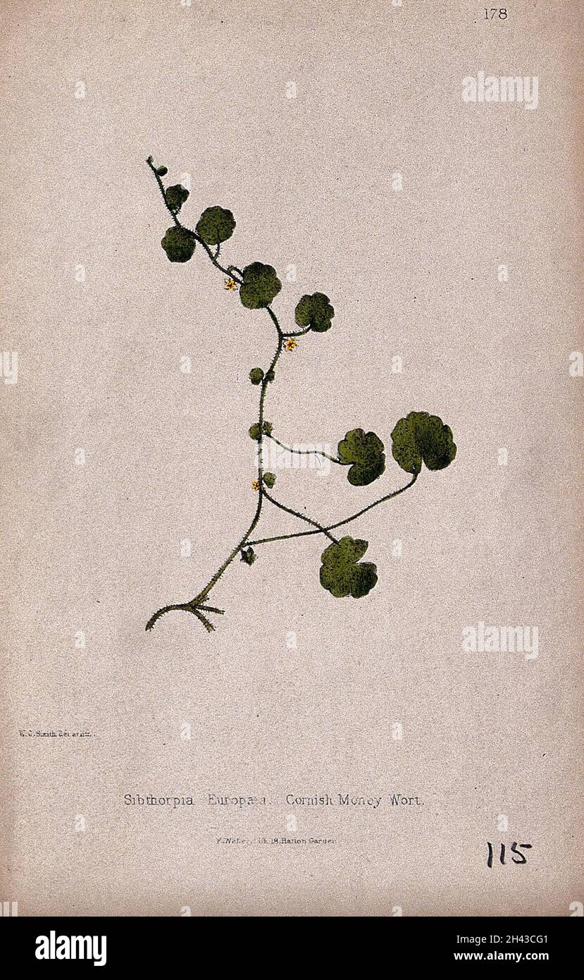 Cornish moneywort or pennywort plant (Sibthorpia europaea): flowering and leafy stem. Coloured lithograph by W. G. Smith, c. 1863, after himself. Stock Photo
