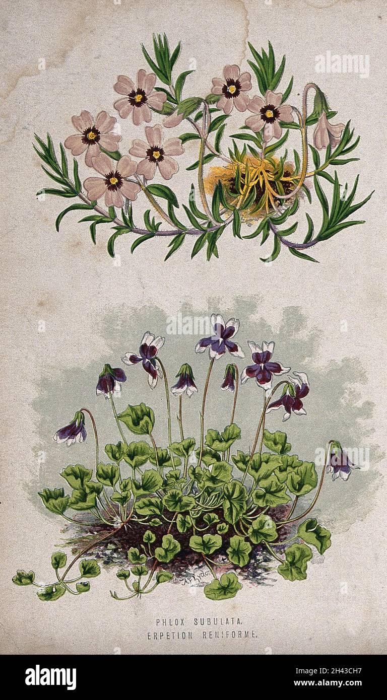 Two flowering plants: a phlox (Phlox subulata) above a violet (Viola hederacea). Chromolithograph, c. 1870, after A. F. Lydon. Stock Photo