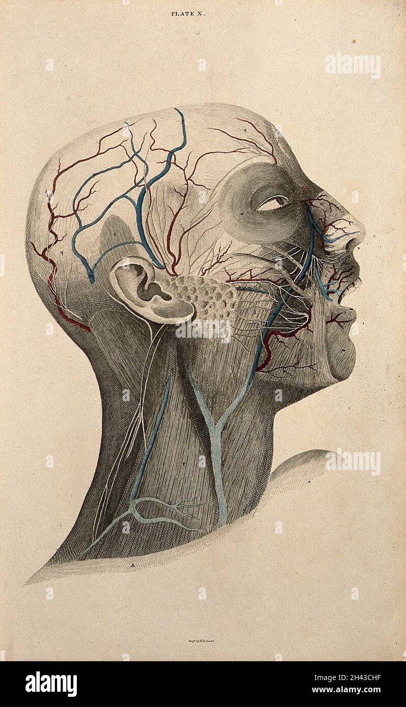 Head and face dissection, with bloodvessels and nerves indicated in