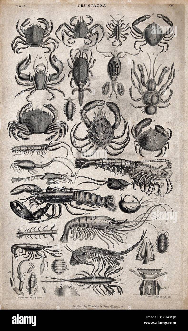 Detailed anatomy of different species hi-res stock photography and ...