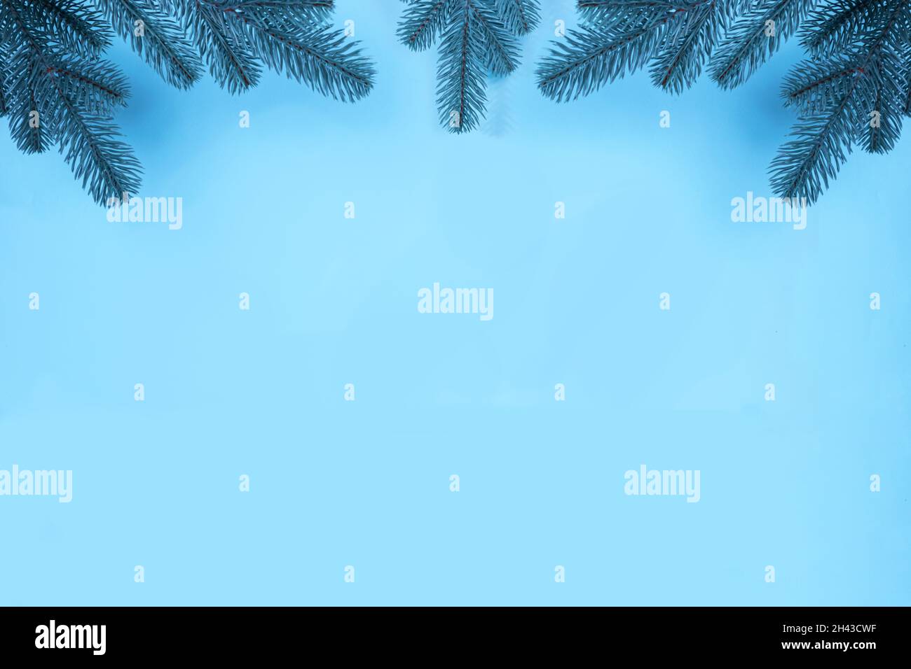 Branches of a Christmas tree on a blue background. The basis for the ...