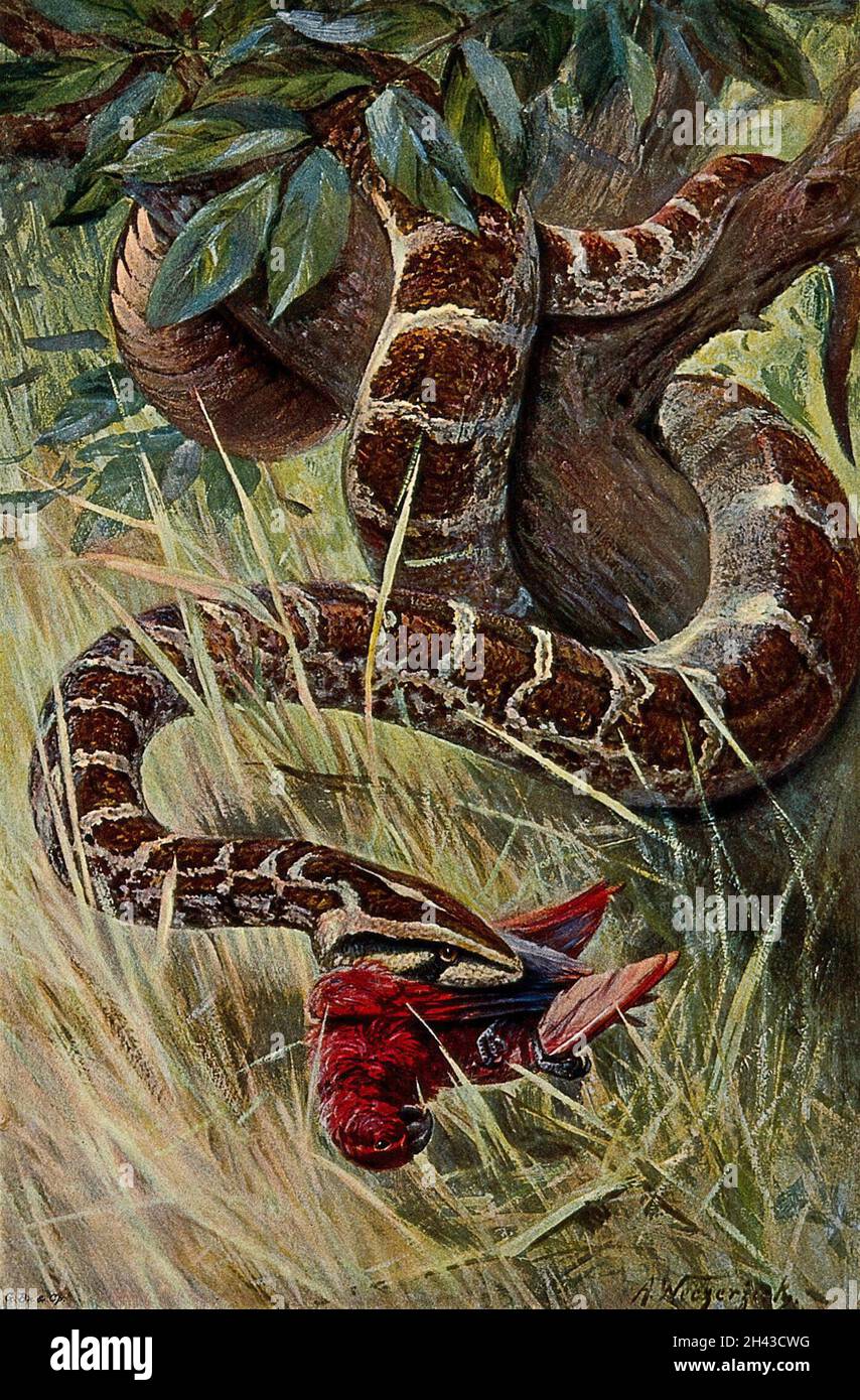 An Indian python devouring its prey, a parrot. Colour lithograph after ...