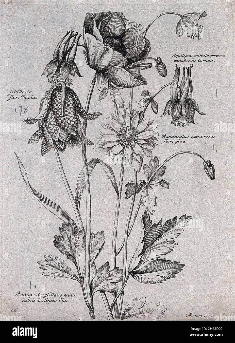 Four plants, including a fritillary (Fritillaria) and a wood buttercup (Ranunculus nemorosus): flowering stems. Etching by N. Robert, c. 1660, after himself. Stock Photo