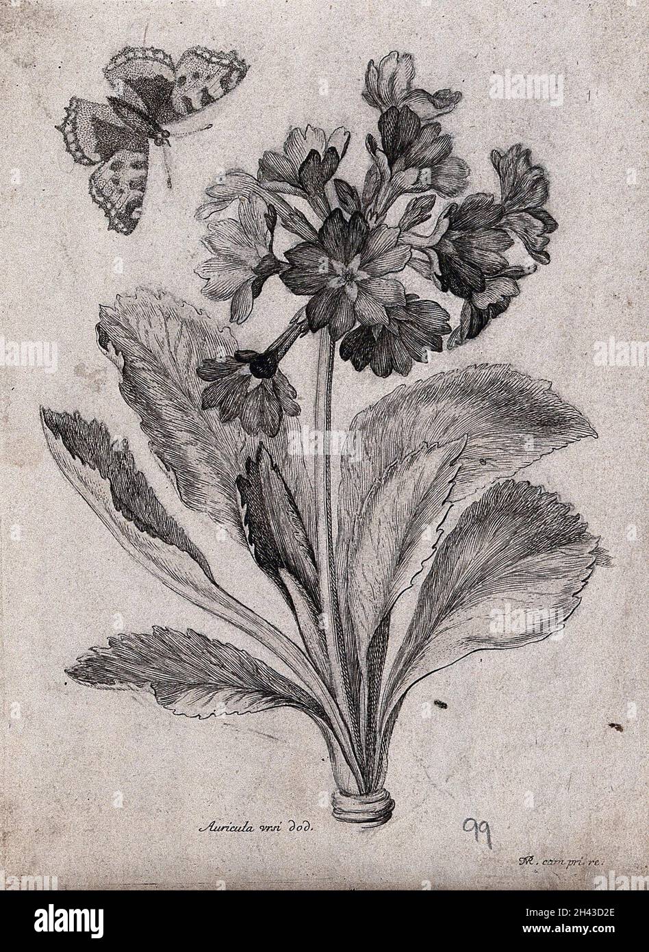 An auricula plant (Primula auricula): flowering stem with a butterfly. Etching by N. Robert, c. 1660, after himself. Stock Photo