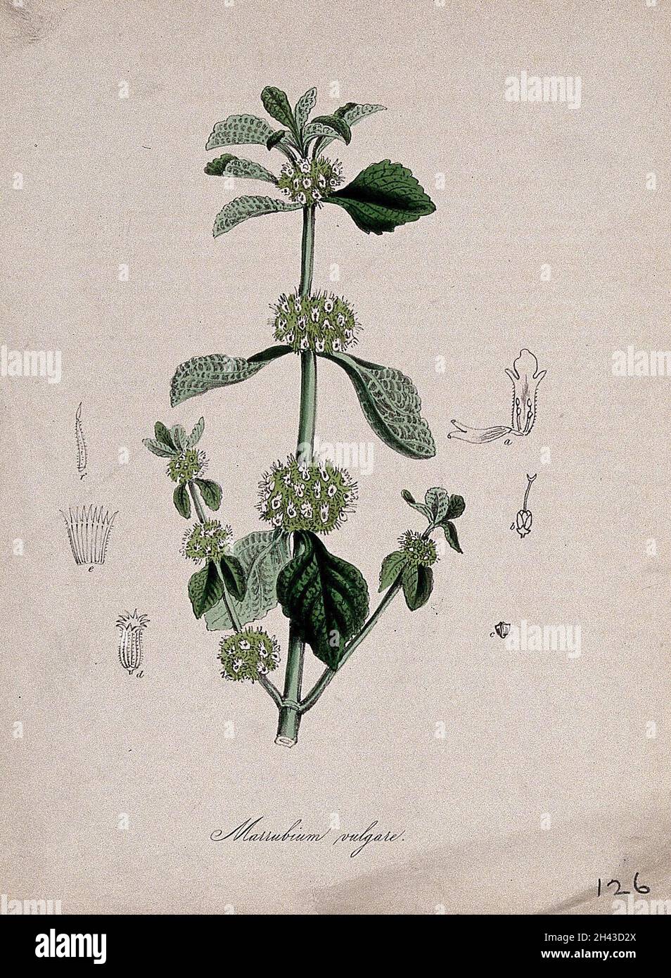 White horehound (Marrubium vulgare): flowering stem with floral sections. Coloured lithograph after M. A. Burnett, c. 1847. Stock Photo