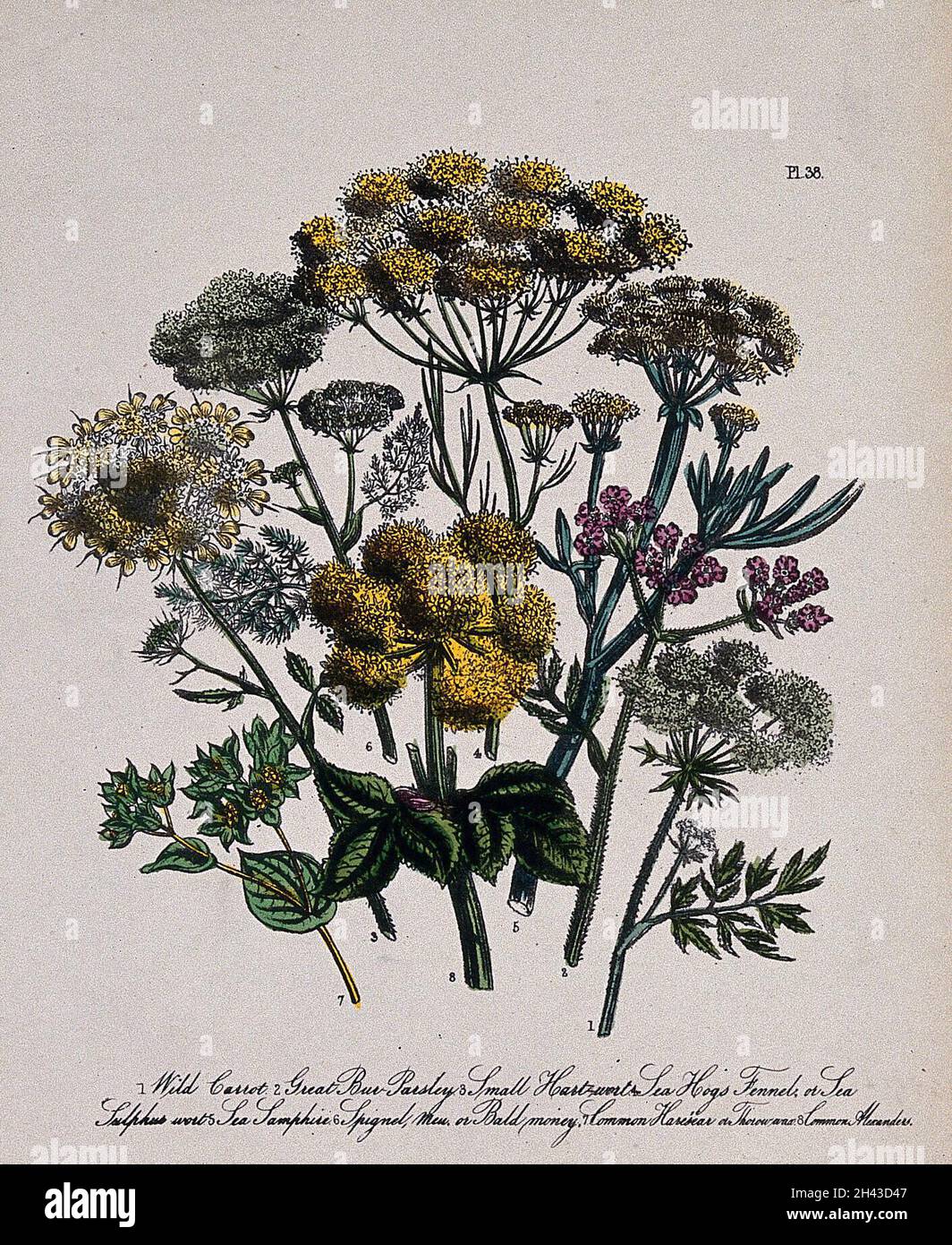 Eight British wild flowers, including wild carrot (Daucus carota), bur parsley (Caucalis) and hog's fennel (Peucedanum officinale). Coloured lithograph, c. 1856, after H. Humphreys. Stock Photo