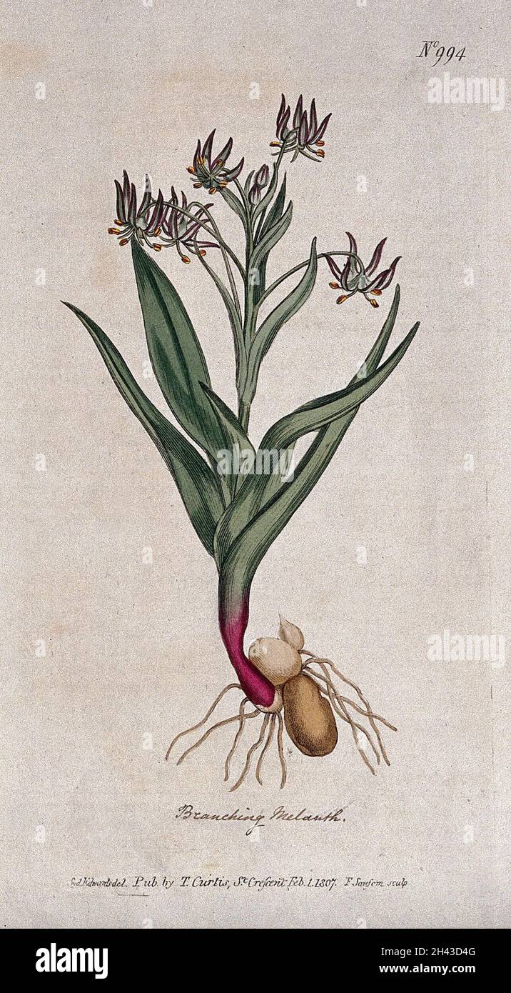 A plant (Ornithoglossum glaucum): flowering plant. Coloured engraving by F. Sansom, c. 1807, after S. Edwards. Stock Photo