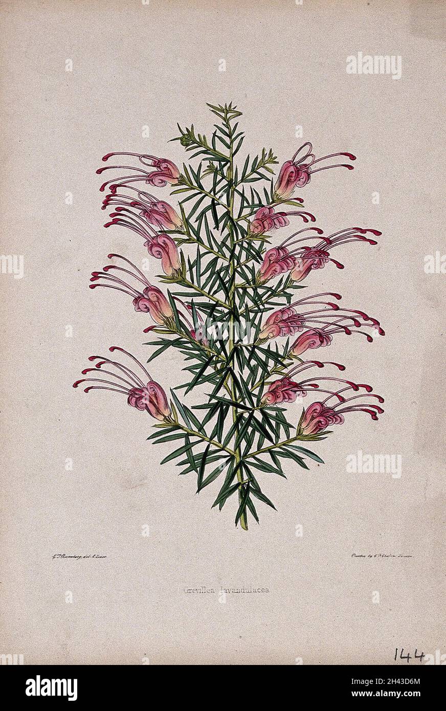 A plant (Grevillea lavandulacea): flowering stem. Coloured zincograph by C. Rosenberg, c. 1850, after himself. Stock Photo