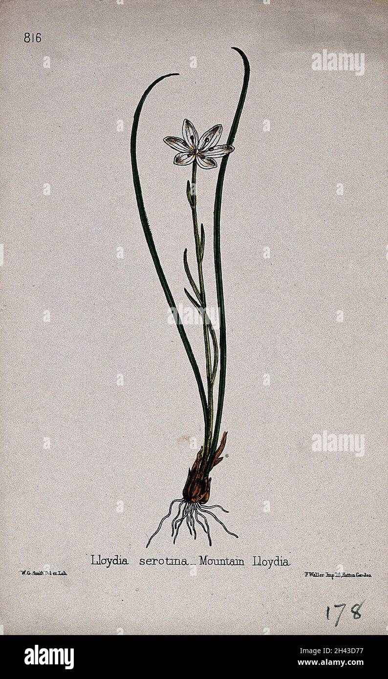 Snowdon lily (Lloydia serotina): entire flowering plant. Coloured lithograph by W. G. Smith, c. 1863, after himself. Stock Photo