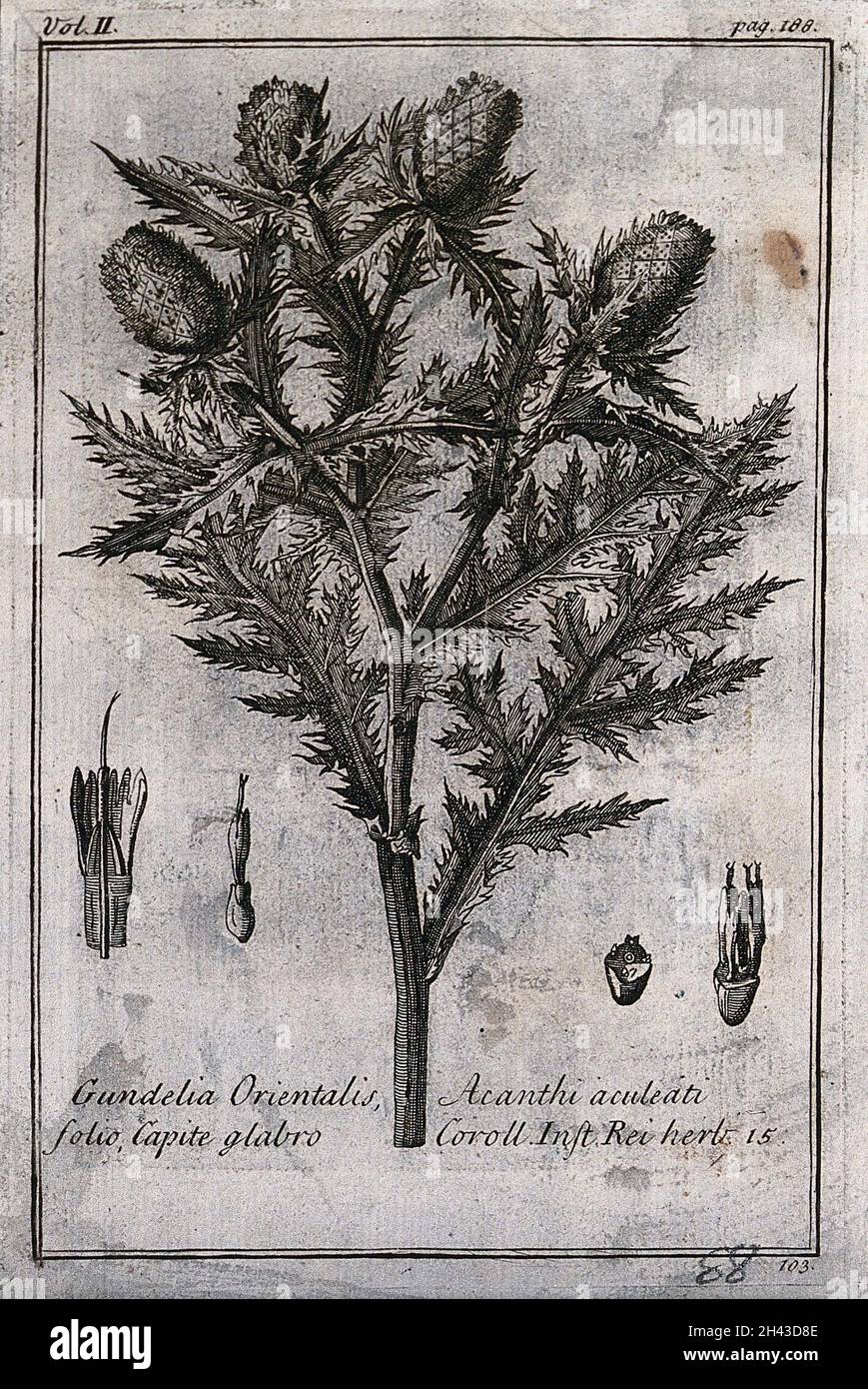 A plant (Gundelia tournefortii): flowering stem and floral segments. Etching, c. 1718, after C. Aubriet. Stock Photo