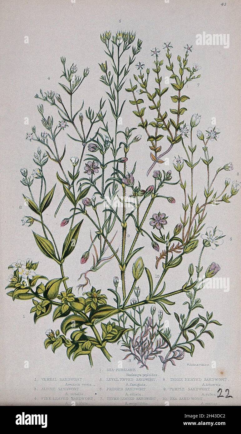 Six flowering plants: five types of sandwort (Arenaria species) and a sea purslane (Honkenya peploides). Chromolithograph by W. Dickes & co., c. 1855. Stock Photo
