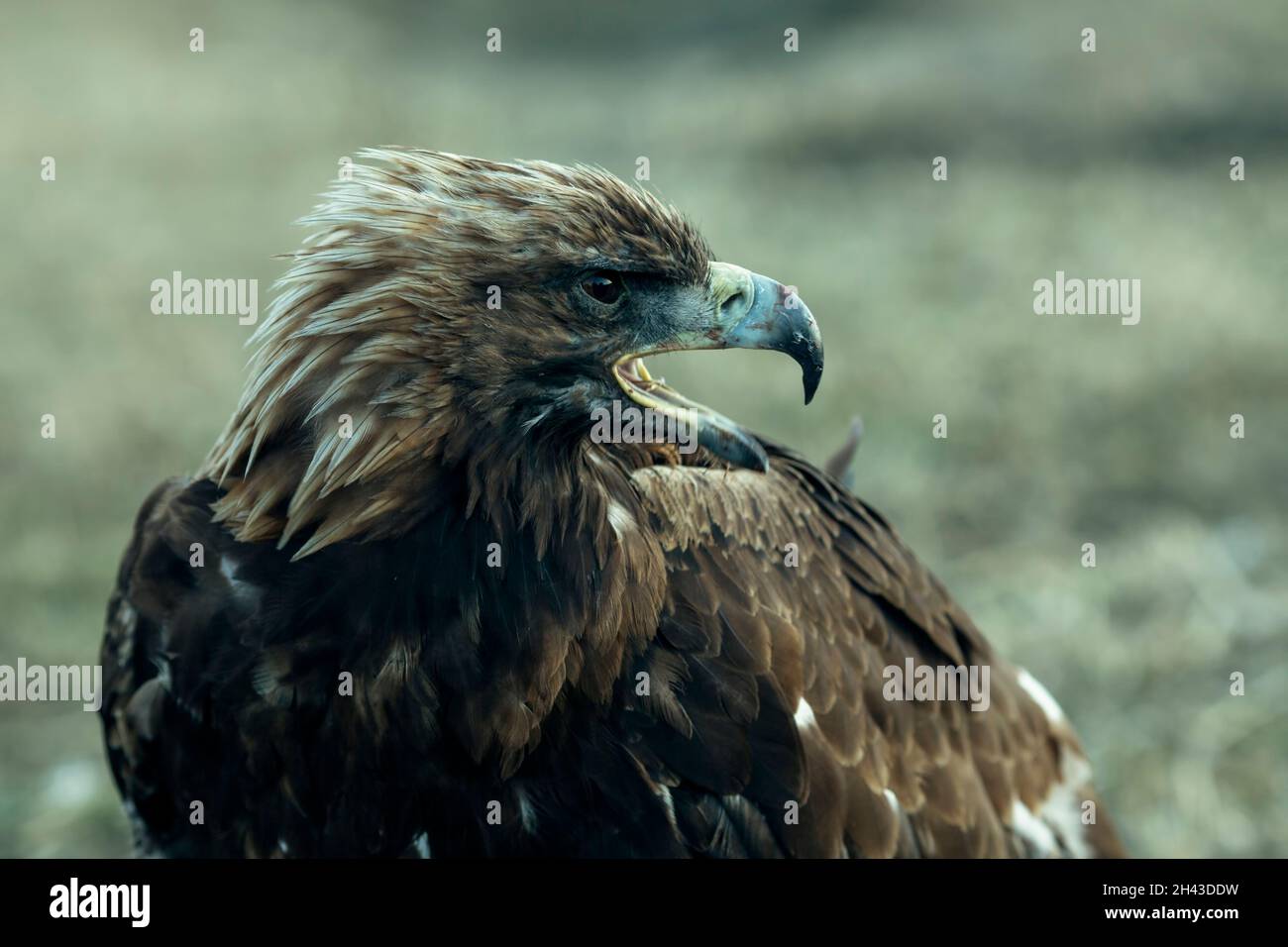 Golden eagle, closeup in the steppes of Mongolian Altai. Stock Photo
