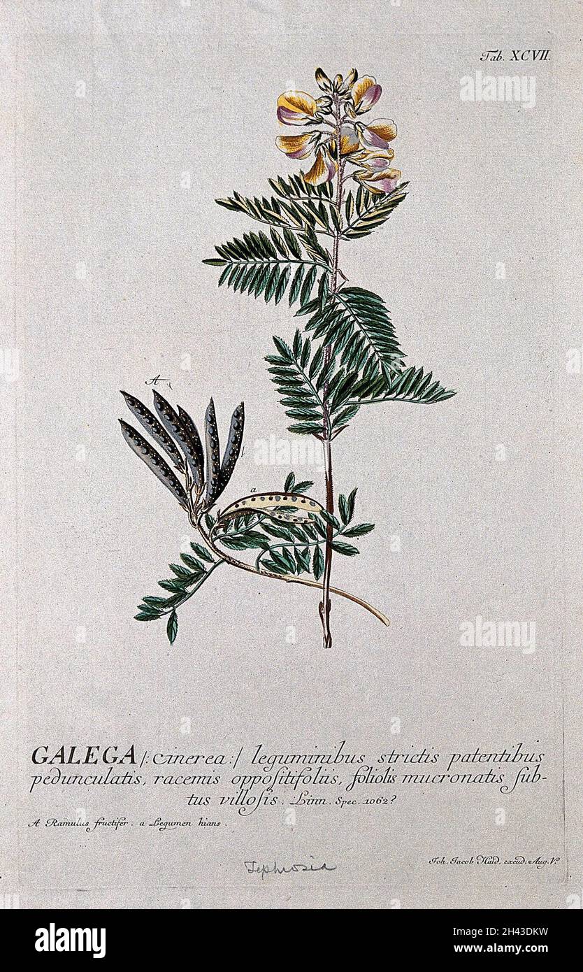 A plant (Galega cinerea) related to goat's rue: flowering and fruiting stems. Coloured engraving by J.J.Haid, c.1750, after G.D.Ehret. Stock Photo