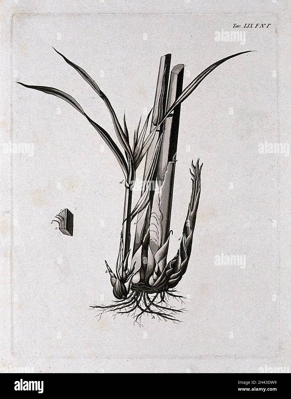 A plant (Cyperus species): rootstock with young shoot. Aquatint. Stock Photo