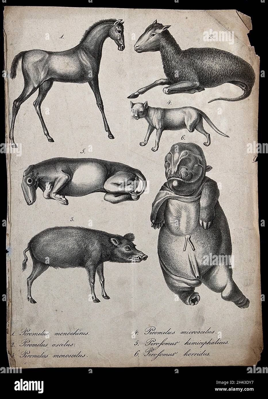 Mammals with congenital defects. Lithograph Stock Photo - Alamy