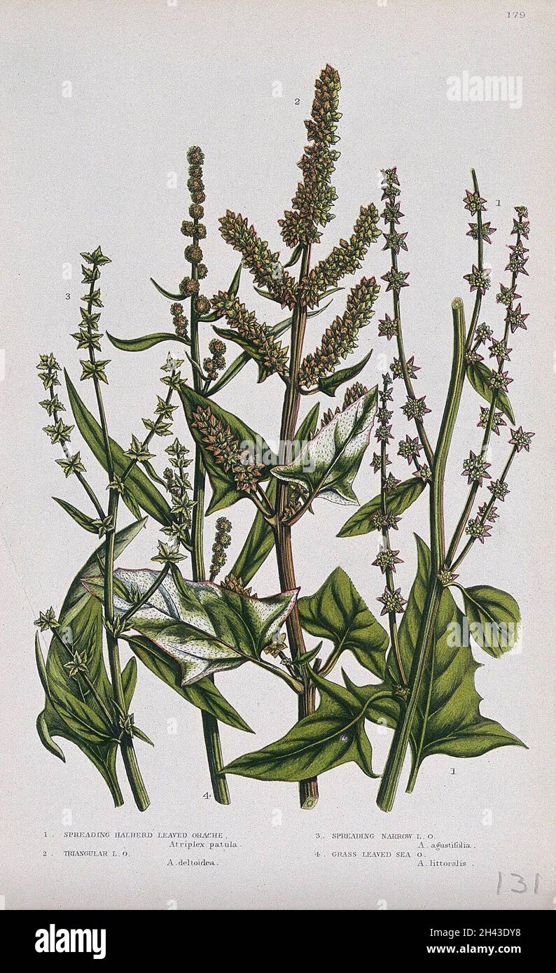 Four flowering plants, all types of orache (Atriplex species). Chromolithograph by W. Dickes & co., c. 1855. Stock Photo
