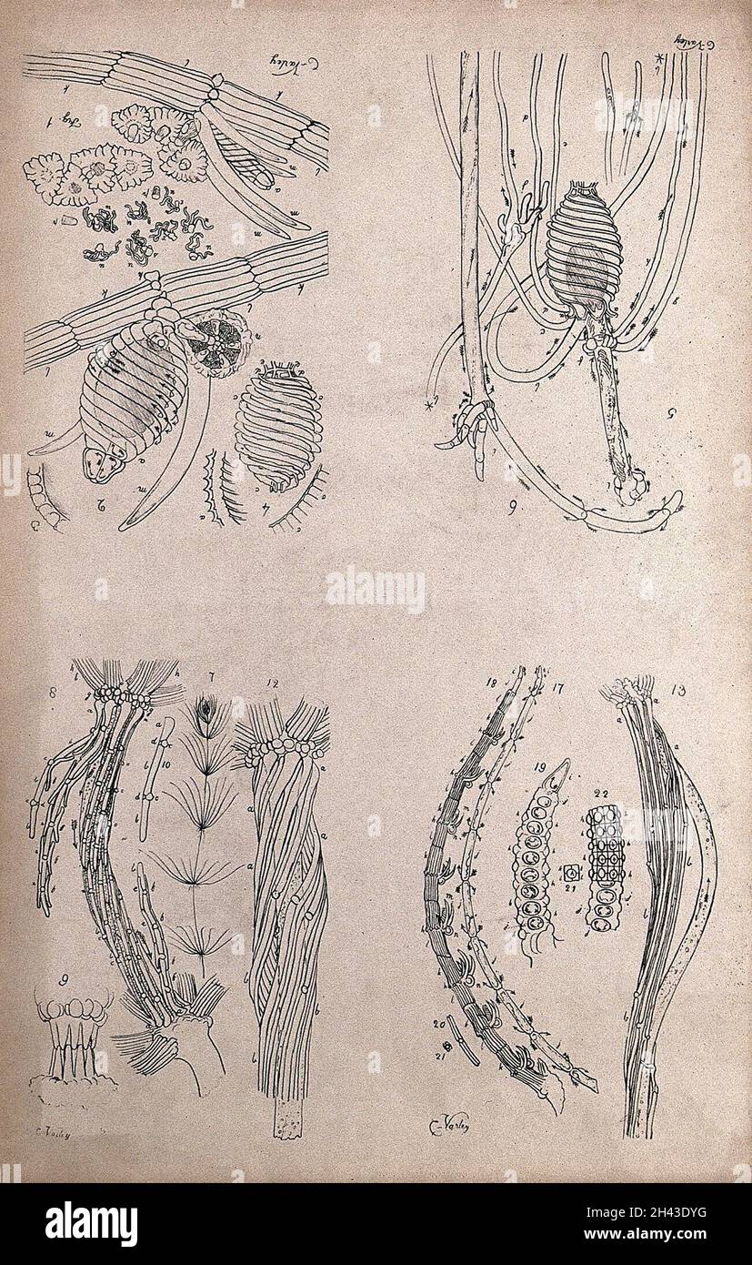 Microscope drawings of plant anatomy with cells and tissues of stonewort (Chara and Nitella species). Lithograph after C. Varley, c.1834. Stock Photo
