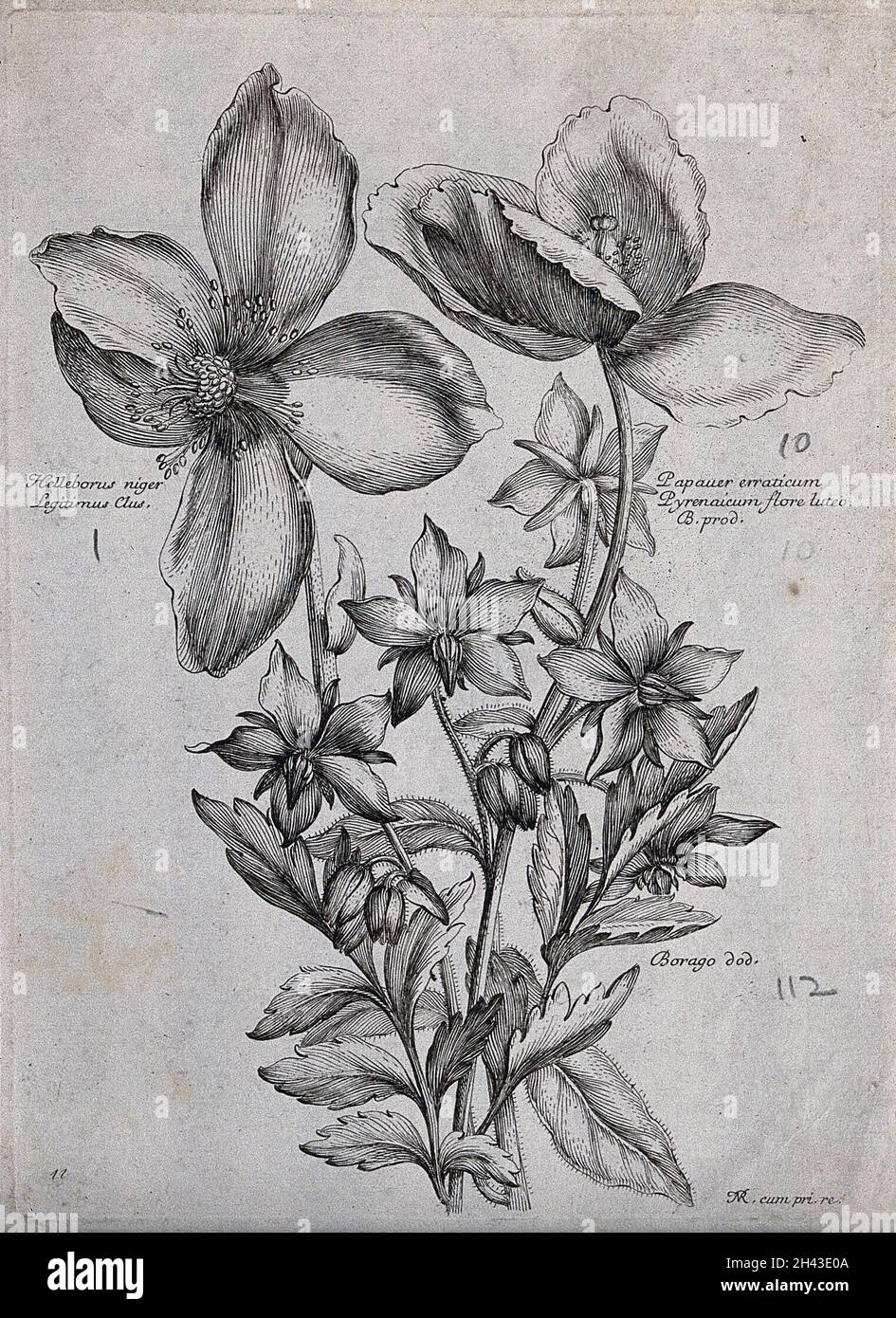 A Christmas rose (Helleborus niger), a poppy (Papaver species) and borage (Borago officinalis): flowering stems. Etching by N. Robert, c. 1660, after himself. Stock Photo