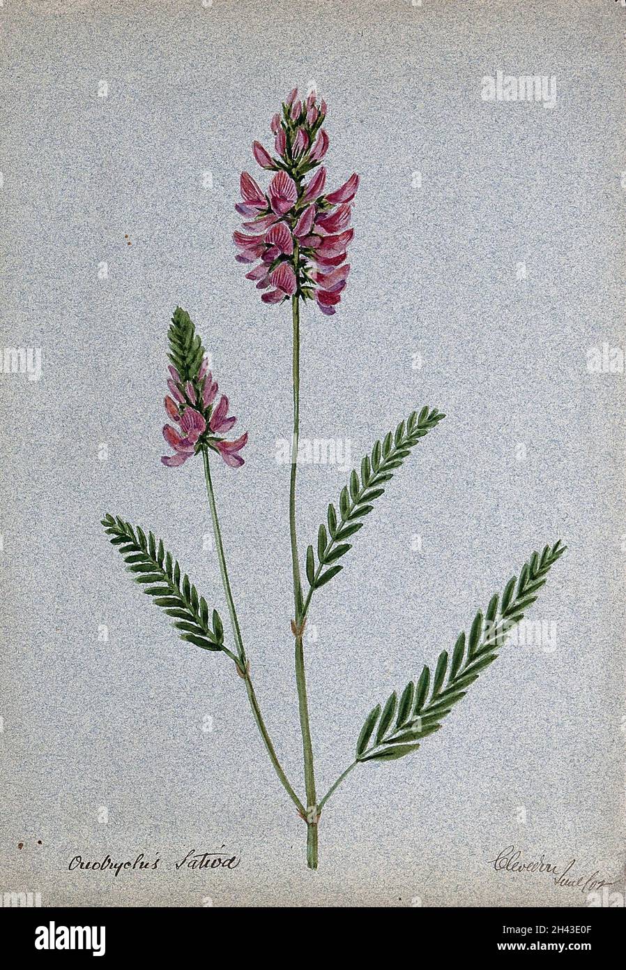 A plant (Onobrychis sativa) related to holy clover): flowering stem. Watercolour, 1902. Stock Photo