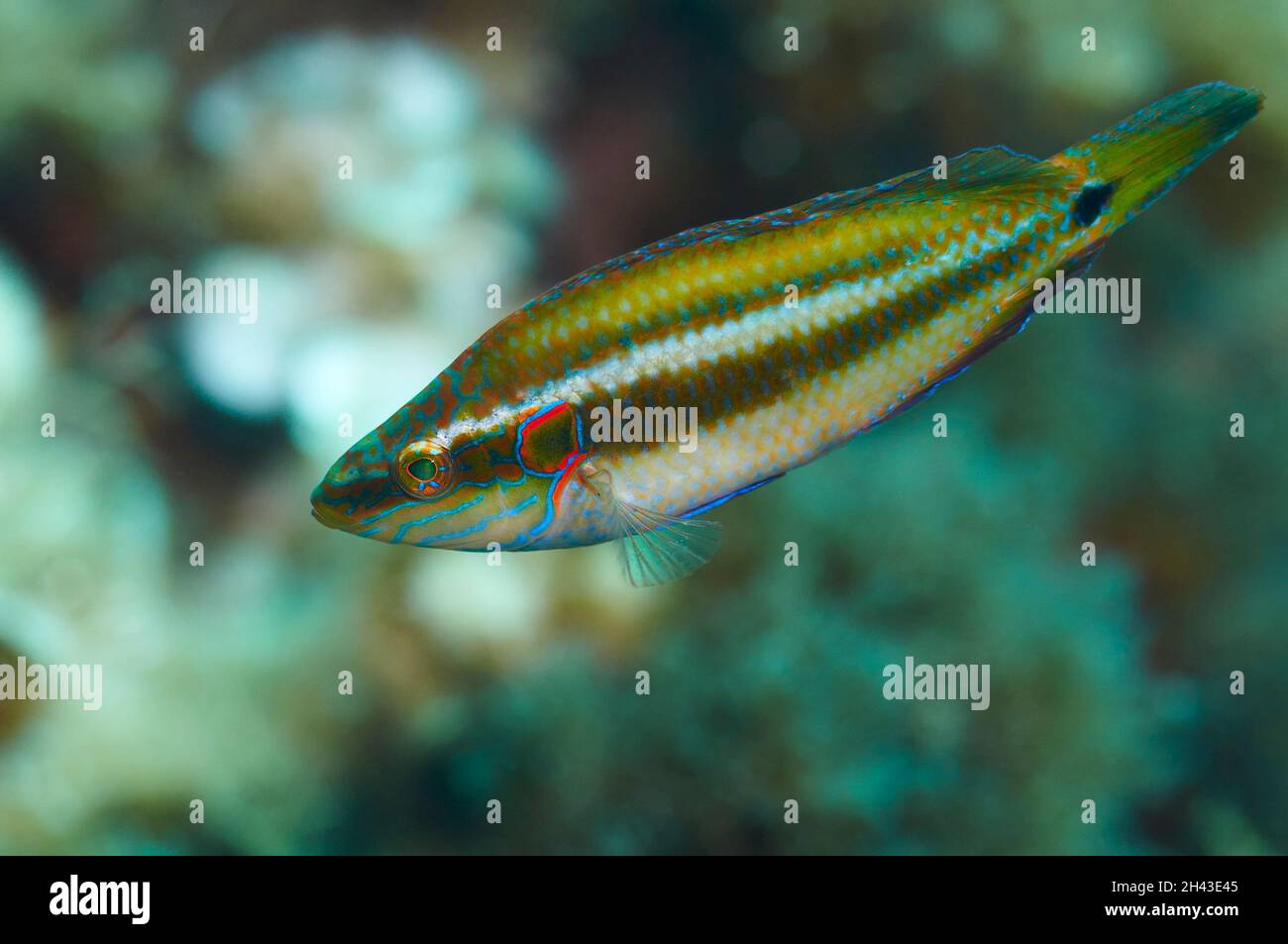 An ocellated wrasse (Symphodus ocellatus) male in nuptial livery in Mediterranean Sea (Ses Salines Natural Park (Formentera, Balearic Islands, Spain) Stock Photo