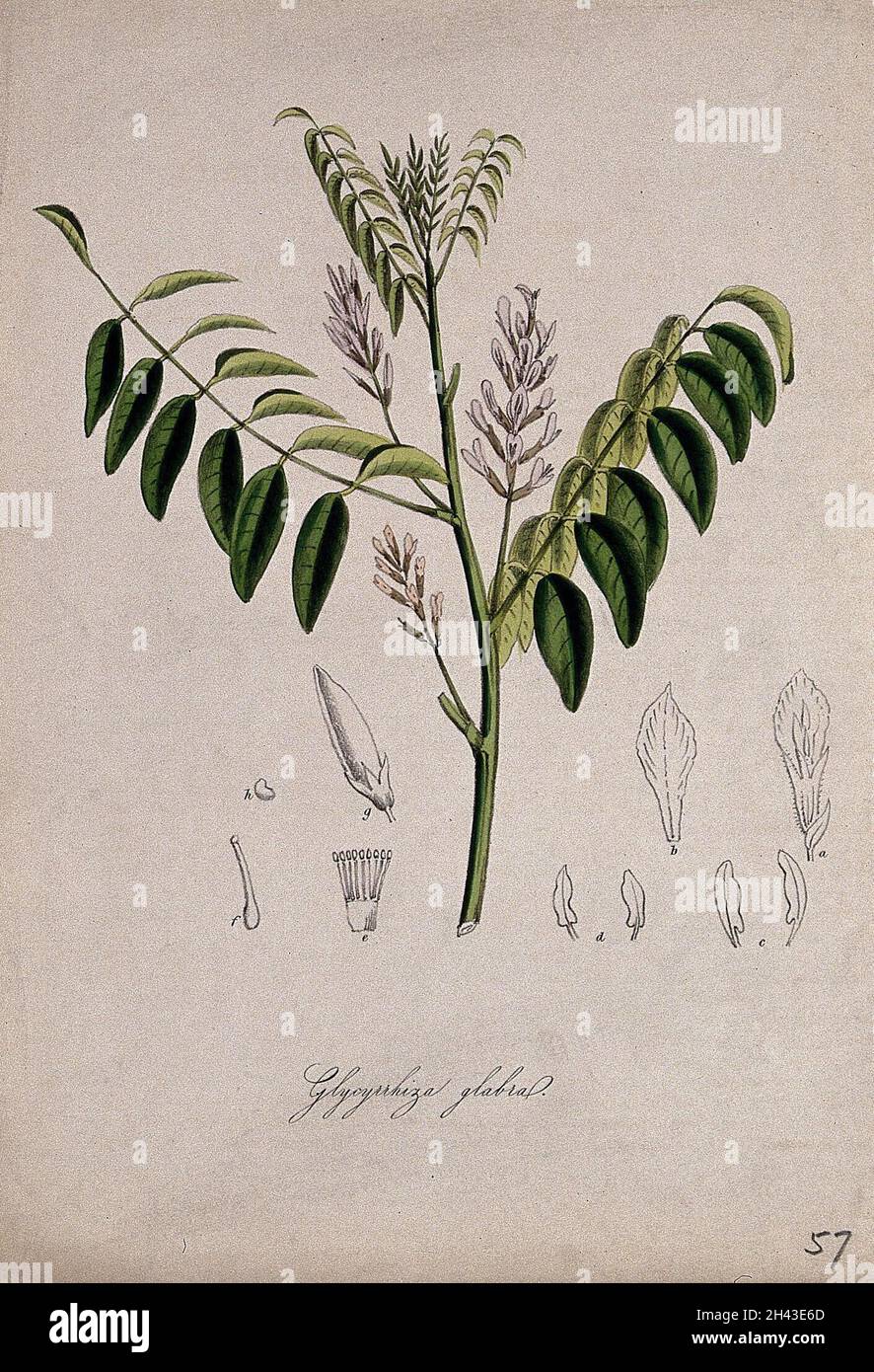 Liquorice plant (Glycyrrhiza glabra): flowering stem and floral segments. Coloured lithograph after M. A. Burnett, c. 1847. Stock Photo
