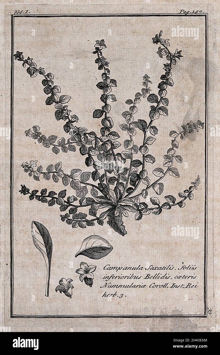 Bellflower (Campanula saxatilis): flowering plant with separate leaves and flowers. Etching, c. 1718, after C. Aubriet. Stock Photo