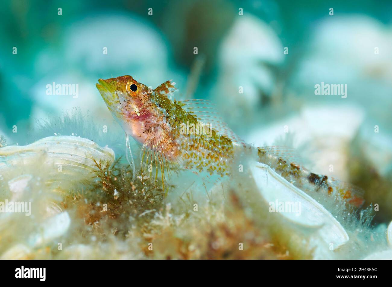 Portrait of a yellow black-faced blenny (Tripterygion delaisi) in Ses Salines Natural Park (Formentera, Balearic Islands, Mediterranean sea, Spain) Stock Photo