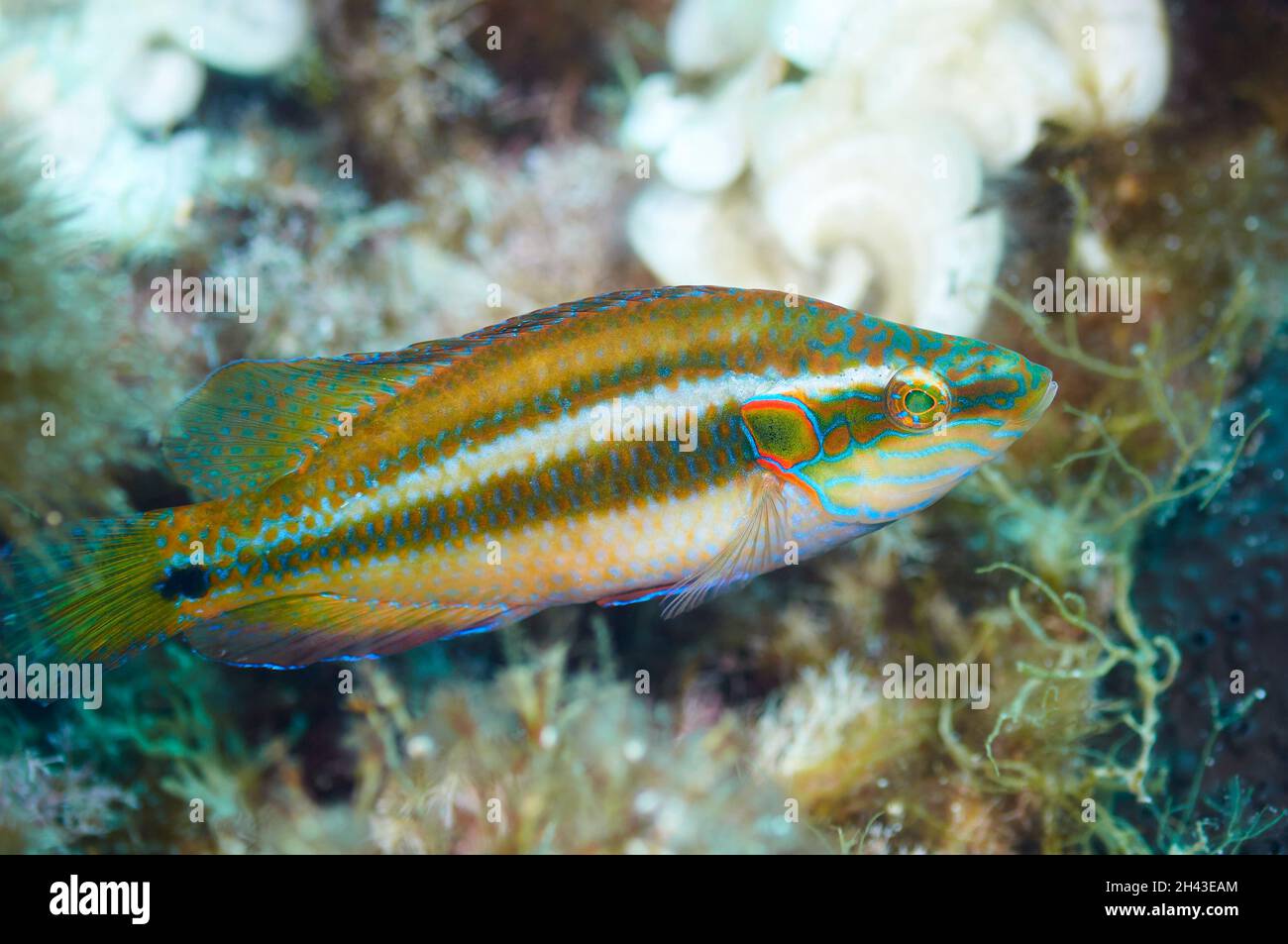 An ocellated wrasse (Symphodus ocellatus) male in nuptial livery in Mediterranean Sea (Ses Salines Natural Park (Formentera, Balearic Islands, Spain) Stock Photo