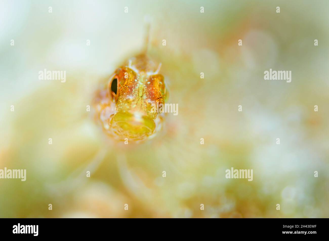 Portrait of a yellow black-faced blenny (Tripterygion delaisi) in Ses Salines Natural Park (Formentera, Balearic Islands, Mediterranean sea, Spain) Stock Photo