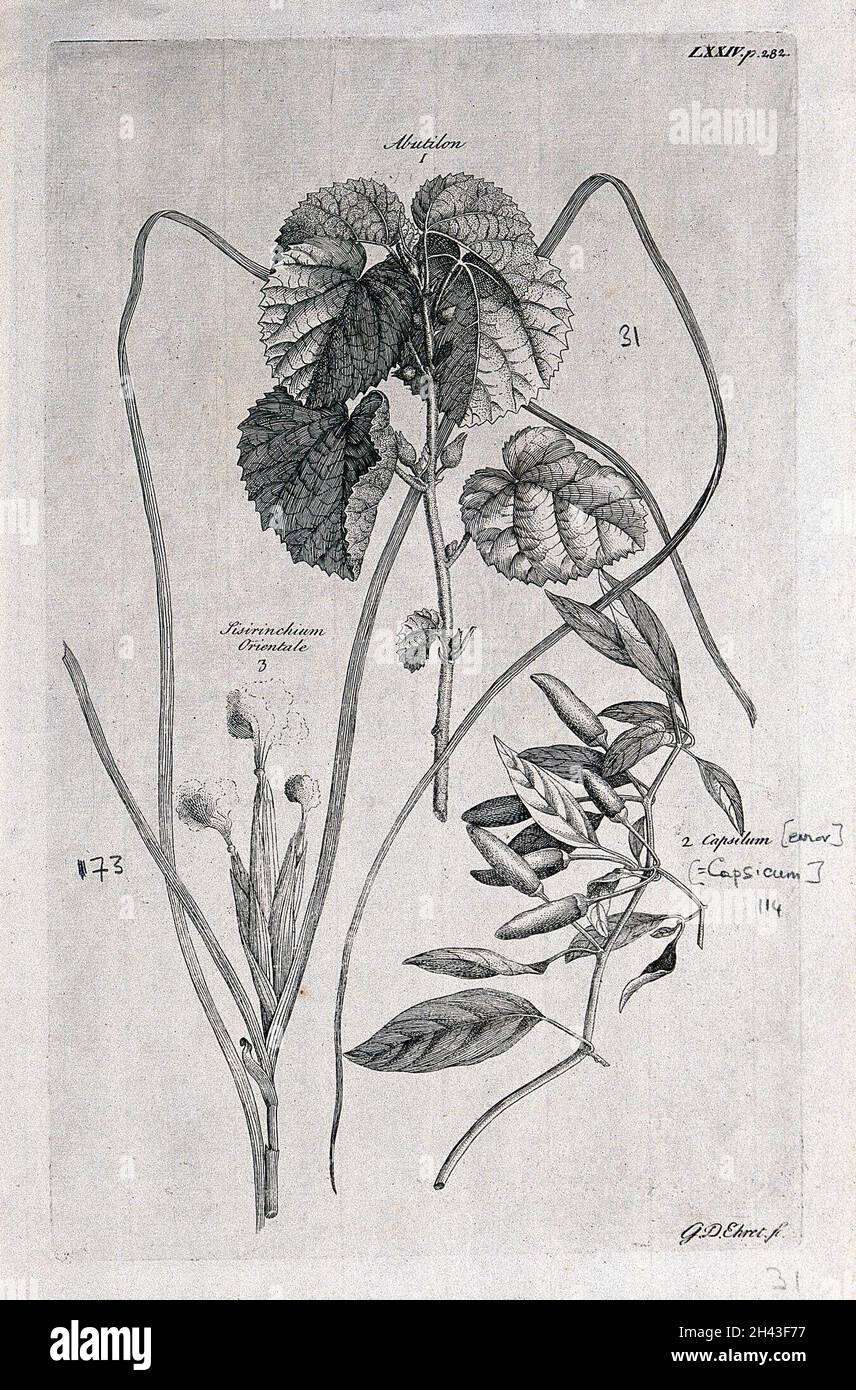 A fruiting Abutilon species, a fruiting pepper plant (Capsicum sp.) and a flowering Sisyrinchium orientale. Etching by G. D. Ehret, c. 1743, after himself. Stock Photo