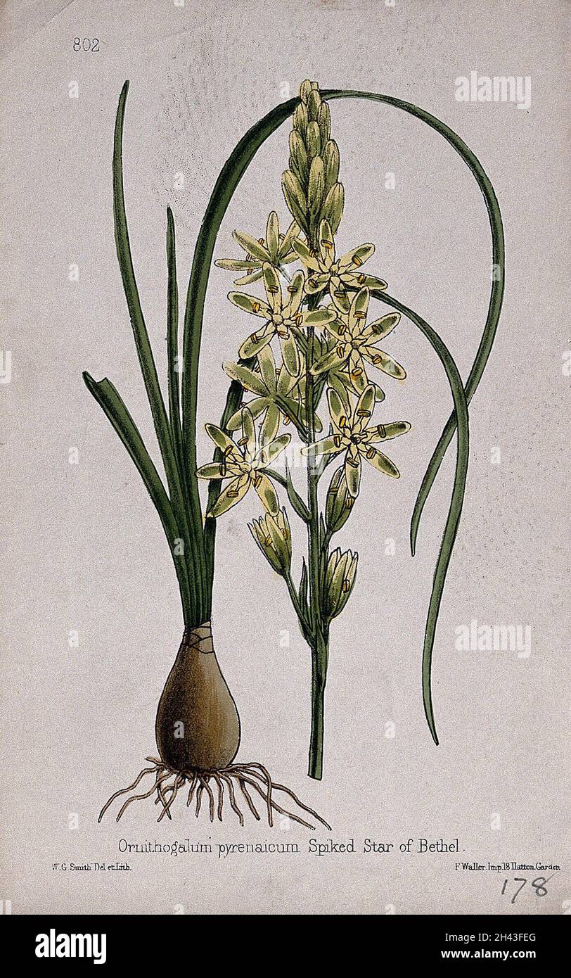 A Bath asparagus plant (Ornithogalum pyrenaicum): entire flowering plant in two sections. Coloured lithograph by W. G. Smith, c. 1863, after himself. Stock Photo