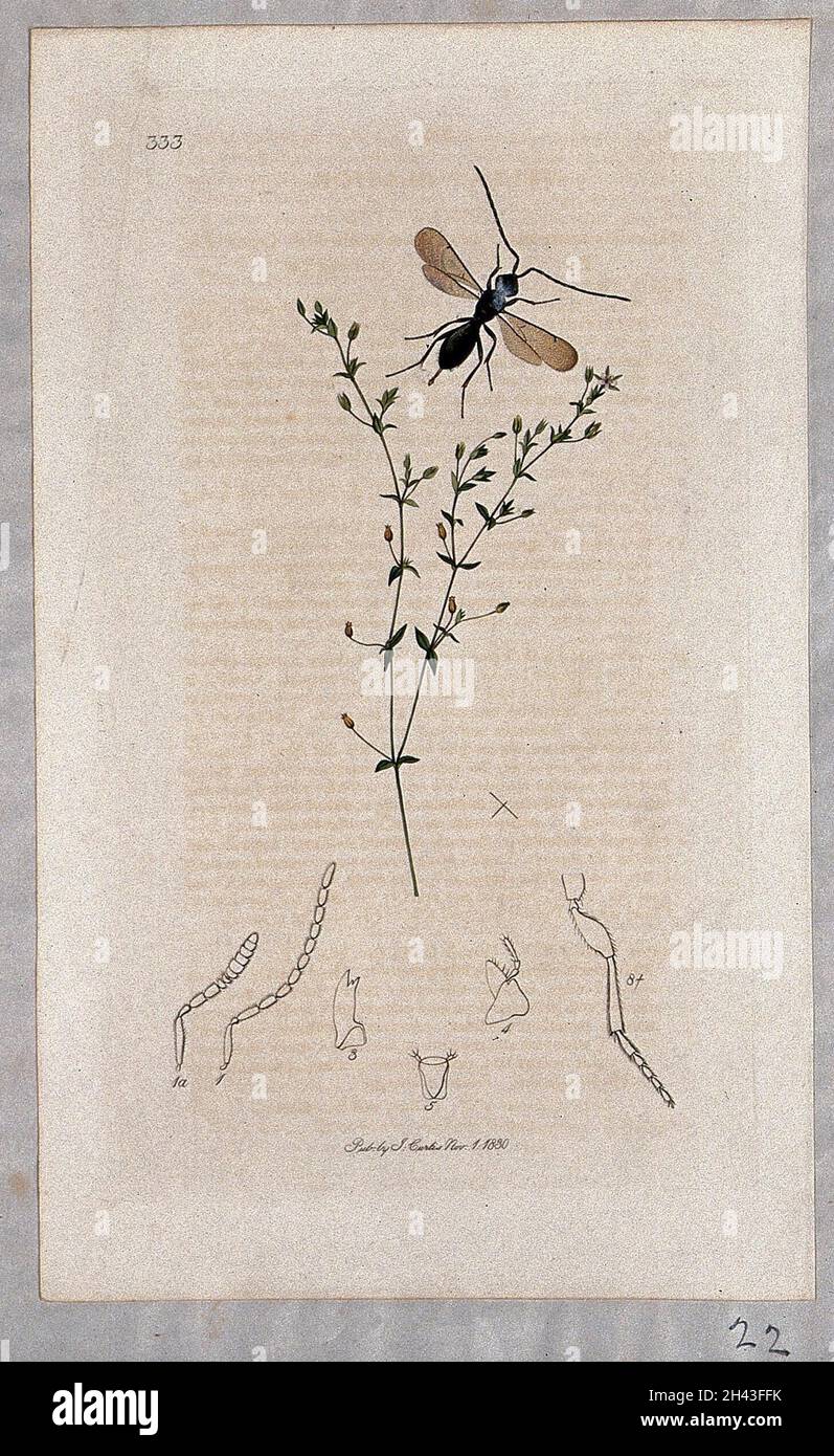 A sandwort plant (Arenaria serpyllifolia) with an associated insect and its anatomical segments. Coloured etching, c. 1830. Stock Photo