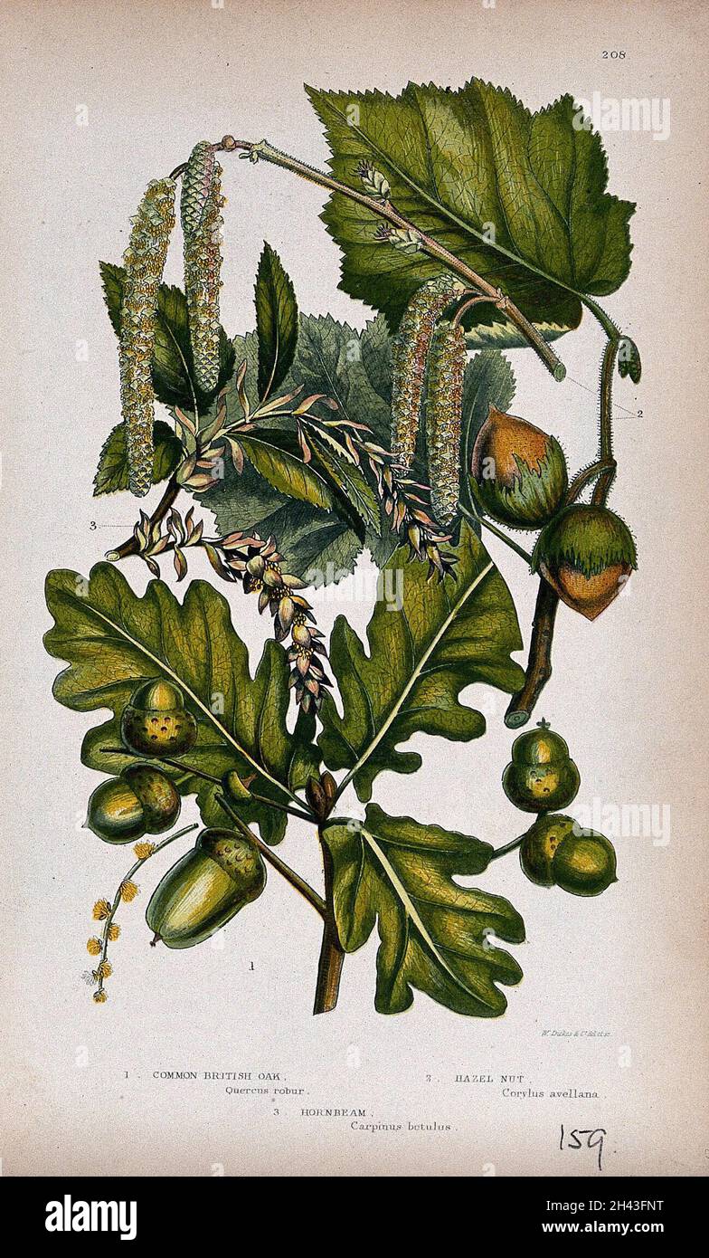 Oak (Quercus robur), hazel (Corylus avellana) and hornbeam (Carpinus betulus): fruiting and flowering twigs. Chromolithograph by W. Dickes & co., c. 1855. Stock Photo