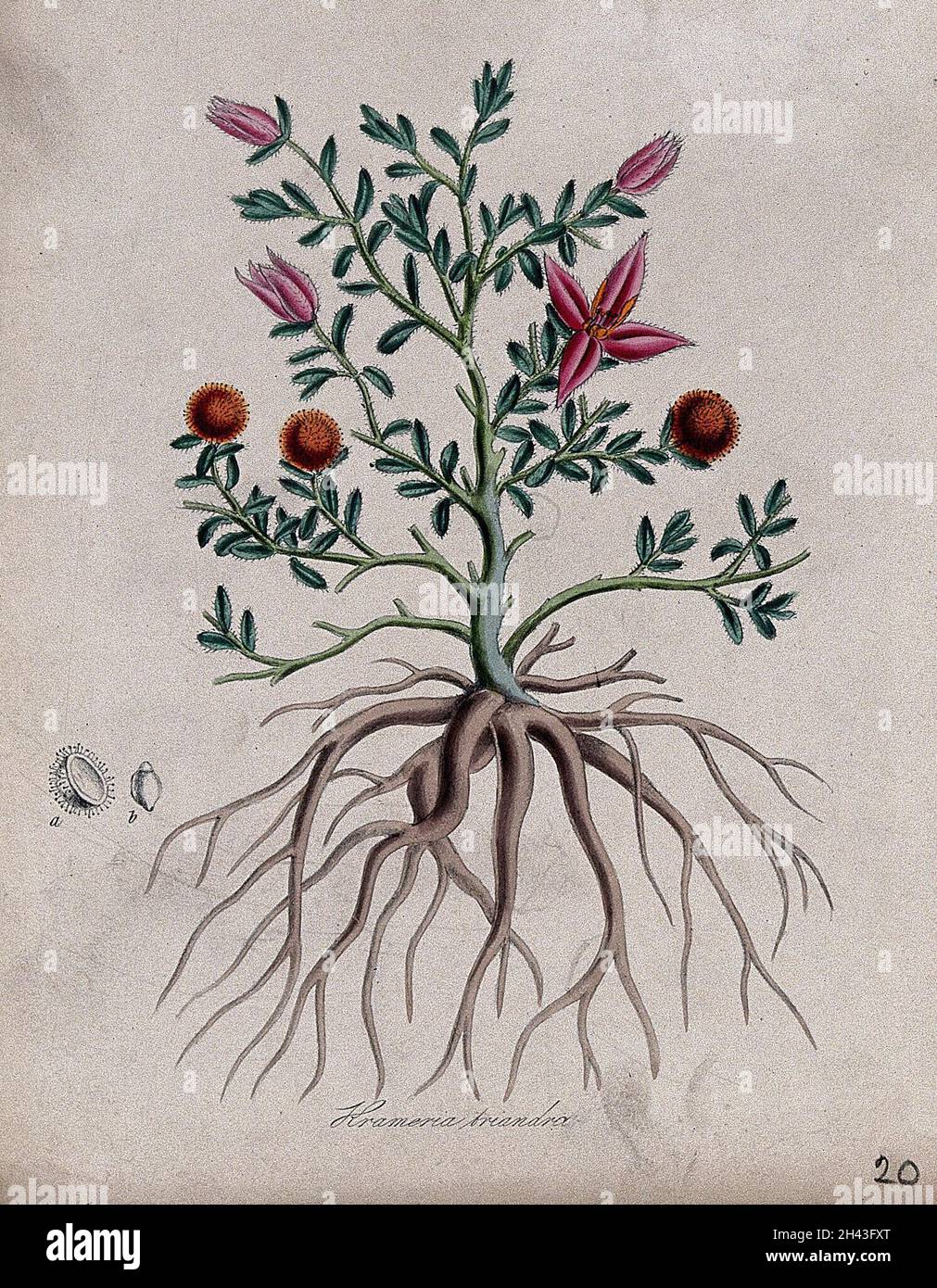Peruvian rhatany (Krameria triandra): flowering and fruiting plant with roots and fruit segments. Coloured lithograph after M. A. Burnett, c. 1843. Stock Photo