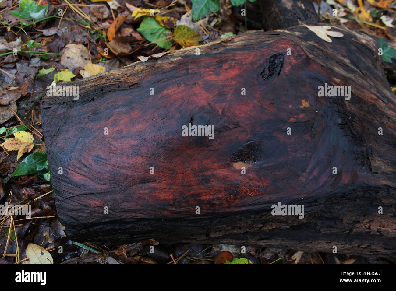 A Wet Slab of Wild Black Cherry Wood Stock Photo Alamy