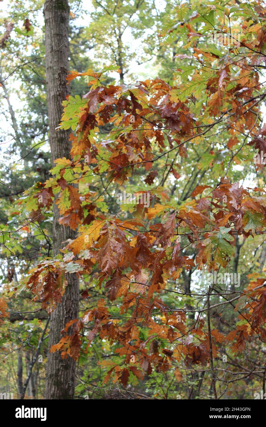 Leaves turning brown hi-res stock photography and images - Alamy