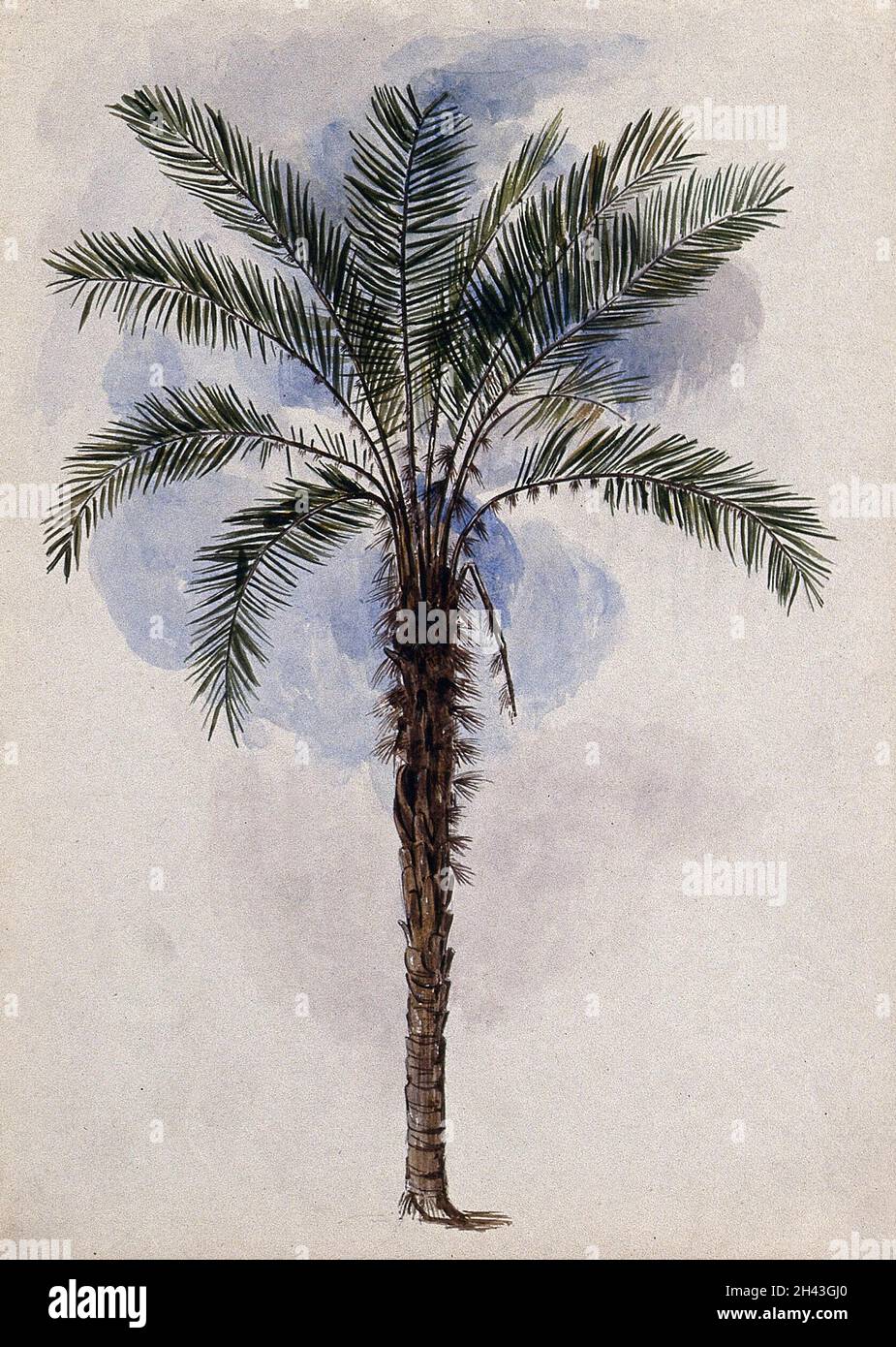 Murumuru palm tree (Astrocaryum murumuru). Watercolor after C. Goodall, 1846. Stock Photo
