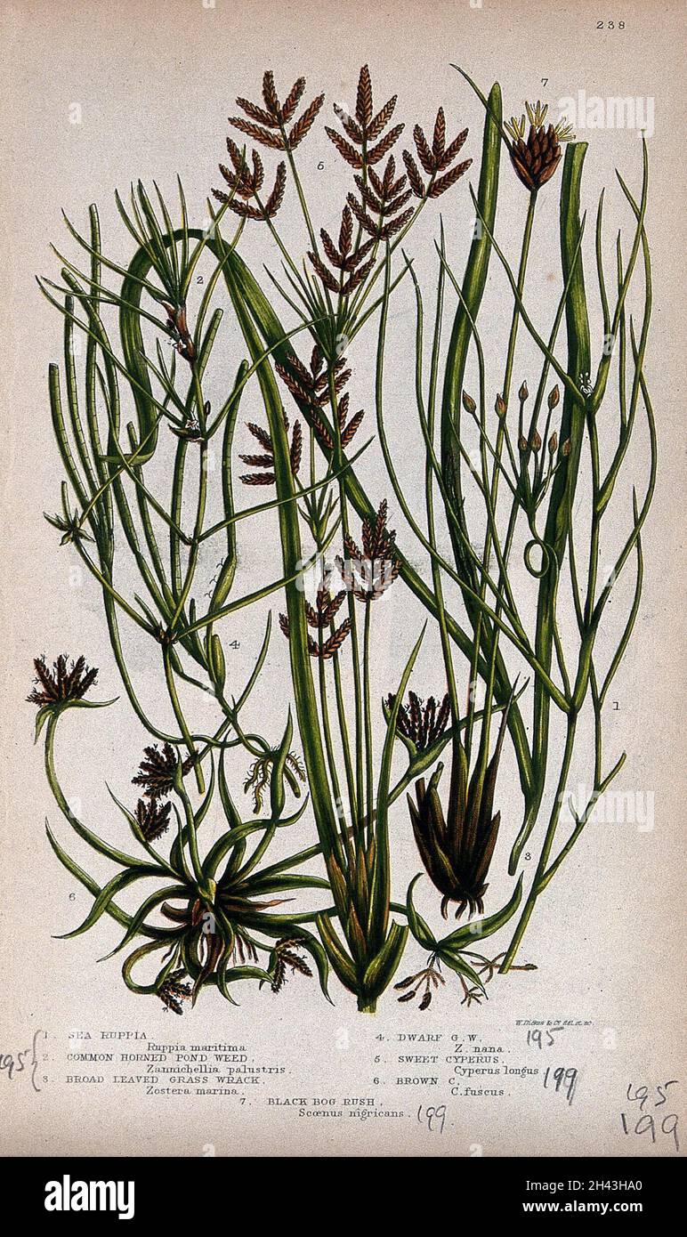 Seven flowering aquatic plants, including eelgrass (Zostera marina) and bog rush (Schoenus nigricans). Chromolithograph by W. Dickes & co., c. 1855. Stock Photo