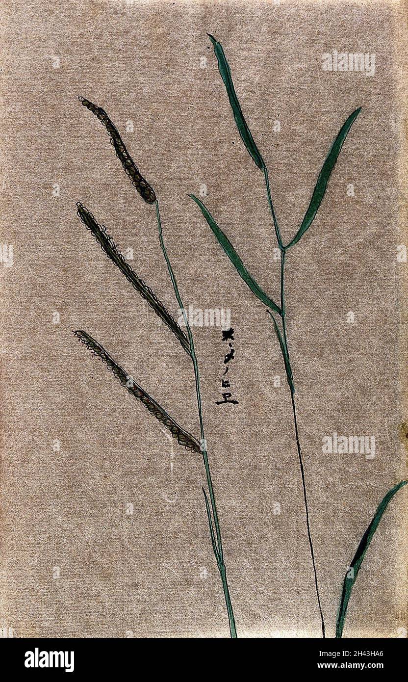 Barnyard millet (Echinochloa frumentacea): seedheads and leafy stem. Watercolour. Stock Photo
