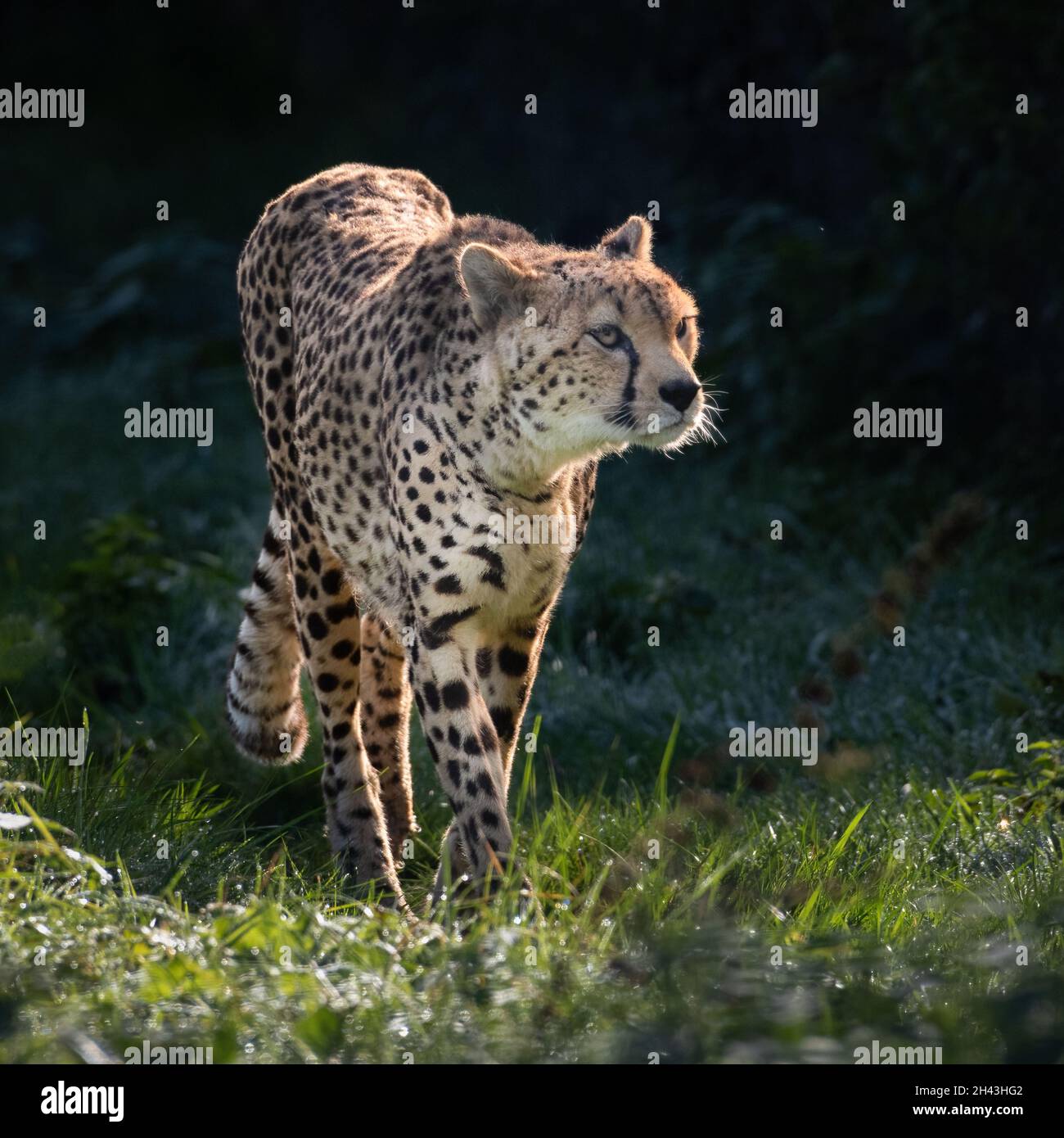 Cheetah Prowling in the Sun Stock Photo
