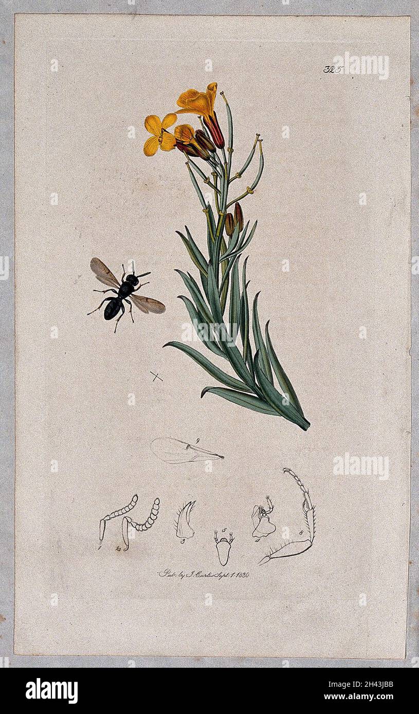 A wallflower (Cheiranthus cheiri) with an associated insect and its anatomical segments. Coloured etching, c. 1830. Stock Photo