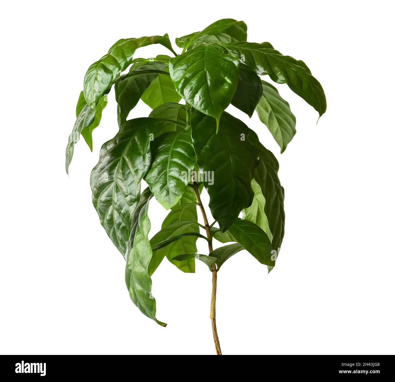 Beautiful coffee tree on white background Stock Photo - Alamy